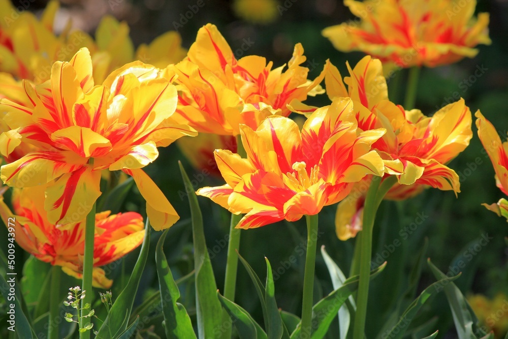 Bright yellow-red tulips on a blurry background in the garden