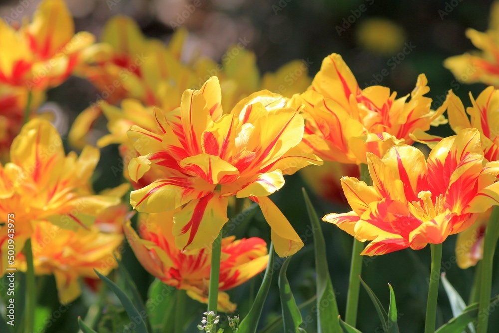 Bright yellow-red tulips on a blurry background in the garden Bright yellow-red tulips on a blurry background in the garden