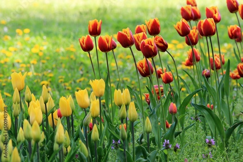 Red and yellow tulips on a blurry background in the garden