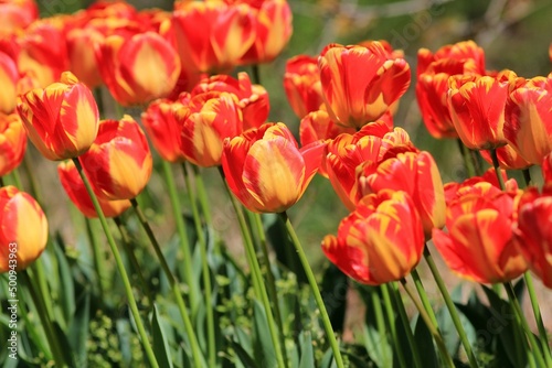 Fototapeta Naklejka Na Ścianę i Meble -  Red and yellow tulips on a blurry background in the garden