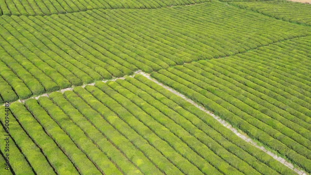 tea plantation in mountain tea plantation in mountain
