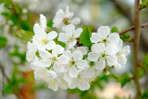 White cherry tree flowers close-up. Soft focus. Spring gentle blurred background. Blooming apricot blossom branch. Beginning of season  awakening of nature. Fresh green leaves.