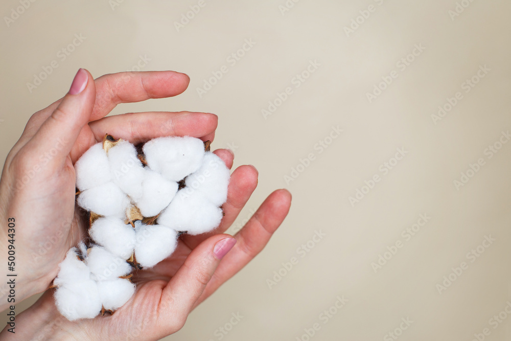 Woman holding fluffy cotton flowers in her hands isolated on a beige background close up. Copy space. Woman holding fluffy cotton flowers in her hands isolated on a beige background close up. Copy space.