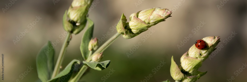 Ladybug on a stalk of sage, insects on plants Ladybug on a stalk of sage, insects on plants