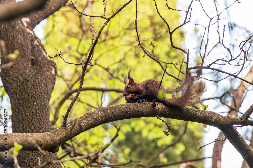 Cute squirrel eating a nut on a branch 