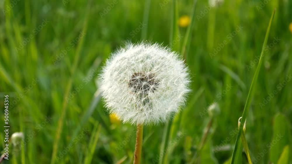 White dandelion flower stem moving in the breeze, round ball of flying seeds, Close up shot, shallow depth of field, no people White dandelion flower stem moving in the breeze, round ball of flying seeds, Close up shot, shallow depth of field, no people