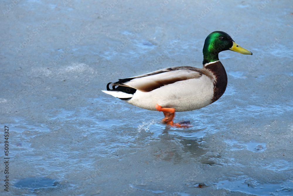 Mallard duck male coming out of the water in a pond in spring, selective focus, horizontal orientation. Mallard duck male coming out of the water in a pond in spring, selective focus, horizontal orientation.