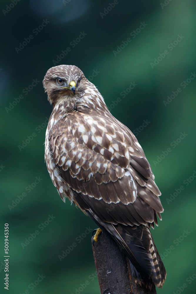 Naklejka premium Common Buzzard (Buteo buteo) sarching for food in the forest in the Netherlands. 