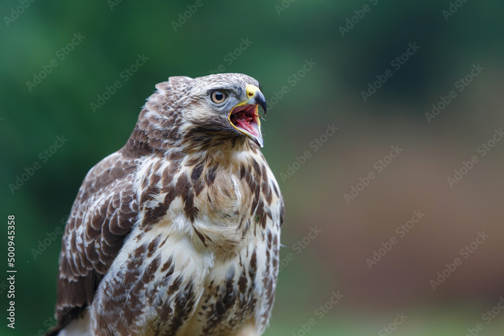 Obraz premium Common Buzzard (Buteo buteo) sarching for food in the forest in the Netherlands. 