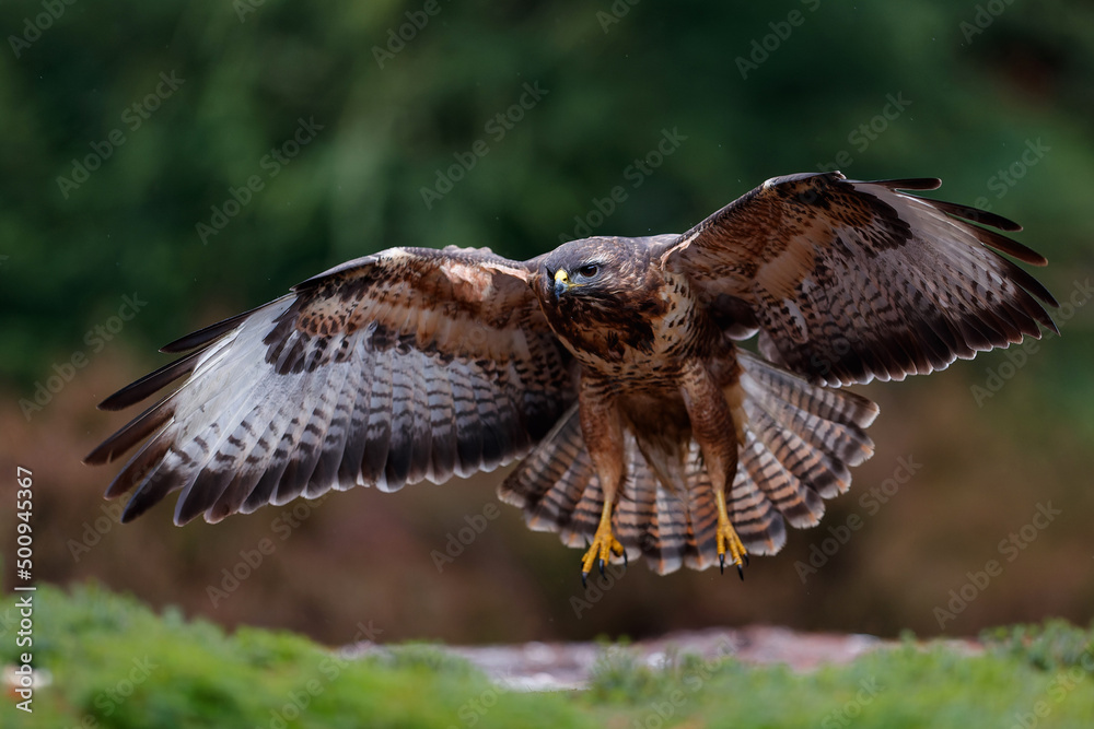 Fototapeta premium Common Buzzard (Buteo buteo) flying just for landing in the forest in the Netherlands