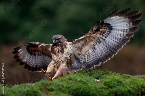 Common Buzzard (Buteo buteo) flying just for landing in the forest in the Netherlands
