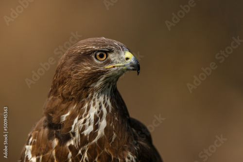 Common Buzzard (Buteo buteo) sarching for food in the forest in the Netherlands. 