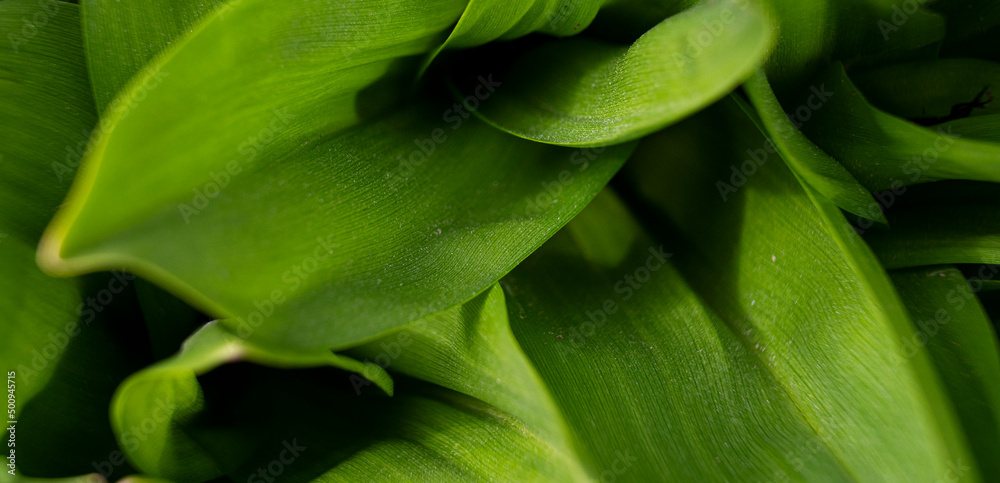 Fototapeta premium Plant with large green leaves. Green succulent agave plant in abstract detail. Large fleshy succulent desert agave. 