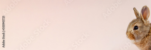 Young beautiful easter bunny on pastel pink background, photo banner with copy space. Concept for spring holidays. Close-up of a domestic hare with big ears and white whiskers. Holy easter symbol