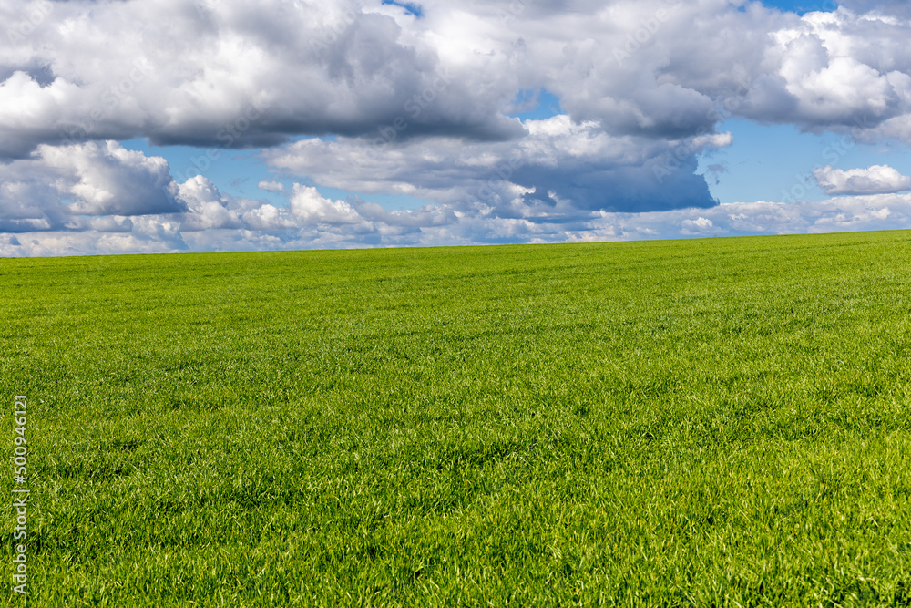 Fototapeta premium cereal fields on the outskirts of the city of Segovia