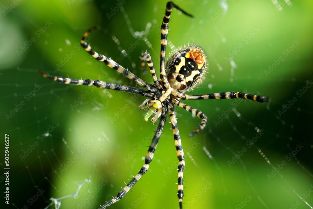 Orb weaver spider in a web in Cotacachi, Ecuador