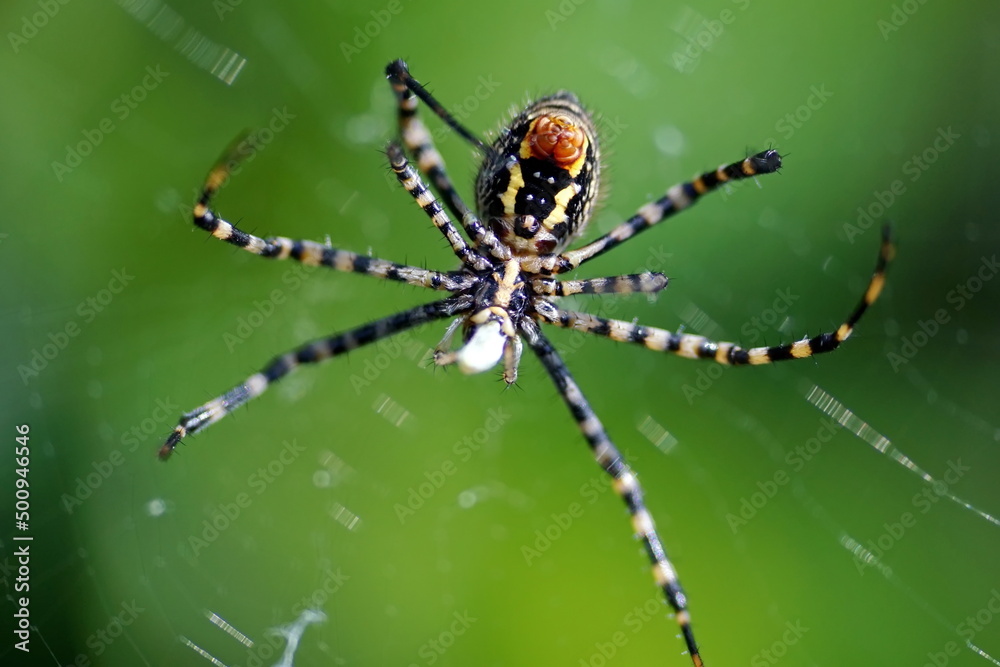 Orb weaver spider in a web in Cotacachi, Ecuador