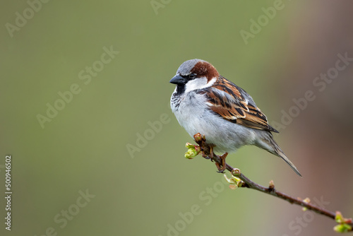 Bird male house sparrow perching on a branch passer domesticus