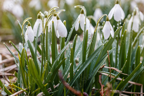 White spring snowdrops in the grass after rain (galanthus)