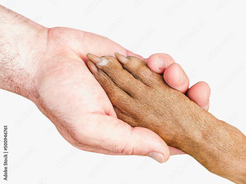 Fototapeta premium Adorable, charming brown puppy and caring owner. Close-up, indoors, studio shot, top view. Day light. Concept of care, education, obedience training and raising pets