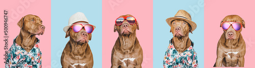 Lovable  pretty brown puppy  sun hat and sunglasses. Travel preparation and planning. Close-up  indoors. Studio photo  isolated background. Concept of recreation  travel and tourism. Pets care
