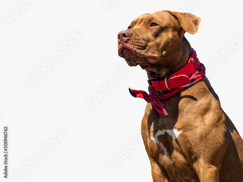 Lovable, pretty brown puppy. Close-up, indoors, studio photo. Day light. Concept of care, education, obedience training and raising pets