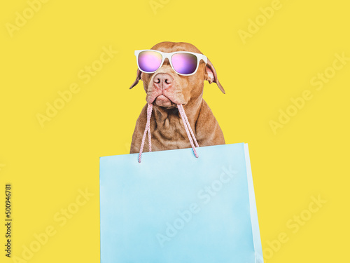 Adorable, pretty brown puppy and shopping bag. Closeup, indoors. Studio shot. Congratulations for family, loved ones, friends and colleagues. Pets care concept © Svetlana