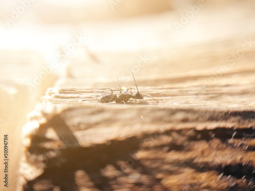 big black ant crawling on a tree  macroshoot insects