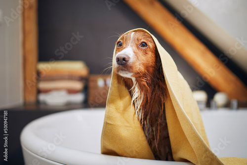 Fototapeta Wet dog after shower wrapped in towel in bathroom