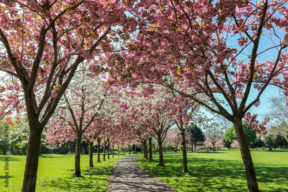 Naklejka premium Cherry blossom trees blooming in Spring in Herbert Park, Dublin, Ireland. Pretty pink and white blossoms flowers. Dappled sunlight on pathway and green grass. No people.