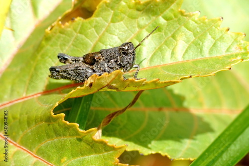Close up of a brown grasshopper on a leaf in Cotacachi  Ecuador