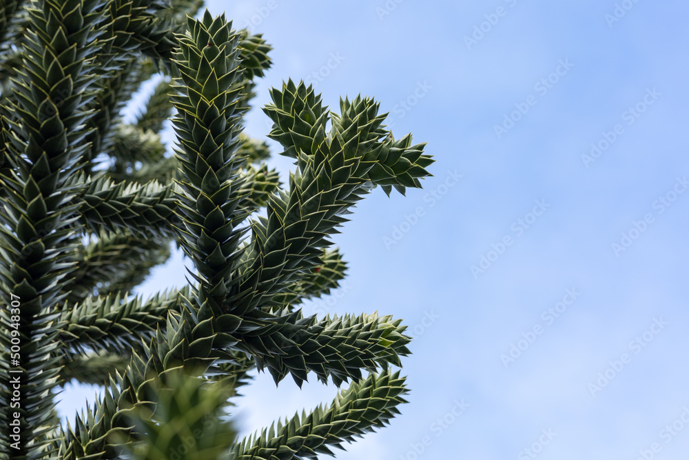 branches of the araucaria tree against the sky branches of the araucaria tree against the sky