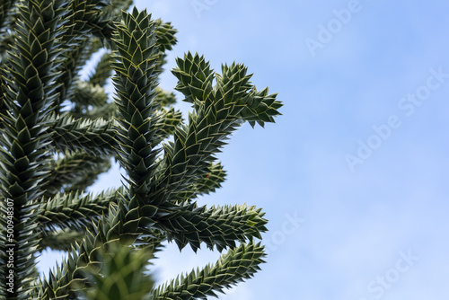 branches of the araucaria tree against the sky
