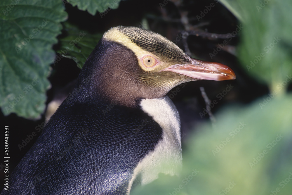 Naklejka premium Yellow-eyed Penguin (Megadyptes antipodes), in the Rata forest of Enderby Island in the Auckland Islands, New Zealand