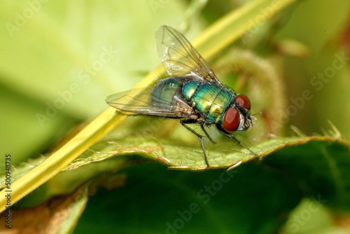 Close up of a blowfly on a leaf in Cotacachi, Ecuador