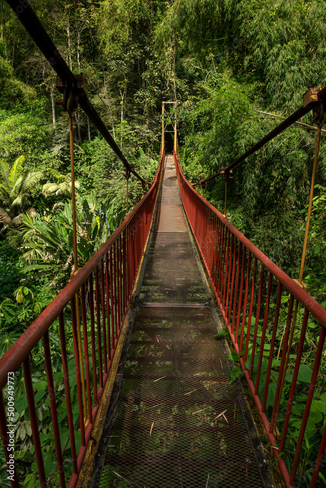 Suspension bridge in rainforest, Quindio botanical garden, Calarca, Quindio region, Colombia South America Suspension bridge in rainforest, Quindio botanical garden, Calarca, Quindio region, Colombia South America