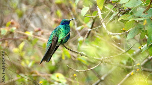 Western emerald (Chlorostilbon melanorhynchus) hummingbird perched in the bushes in Cotacachi, Ecuador © Angela