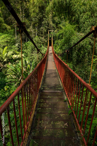 Suspension bridge in rainforest, Quindio botanical garden, Calarca, Quindio region, Colombia South America