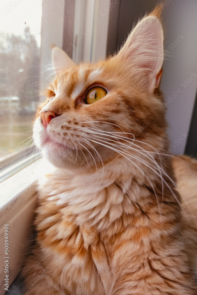 portrait of a cat lying near the window and looking on the street