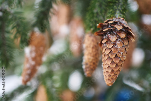 Spruce cone on branches covered with snow