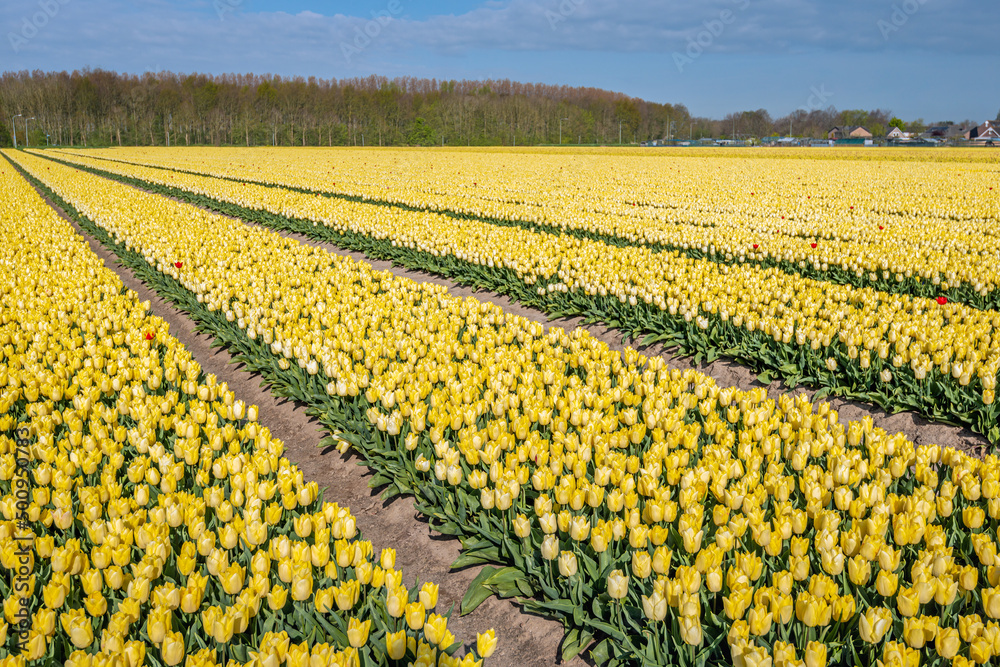 Large field with yellow tulips and a single red tulip. The photo was taken on a spring day in the field of a specialized Dutch bulb nursery on the former island of Goeree-Overflakkee in South Holland.