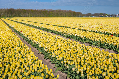 Obraz na płótnie Large field with yellow tulips and a single red tulip. The photo was taken on a spring day in the field of a specialized Dutch bulb nursery on the former island of Goeree-Overflakkee in South Holland. w salonie