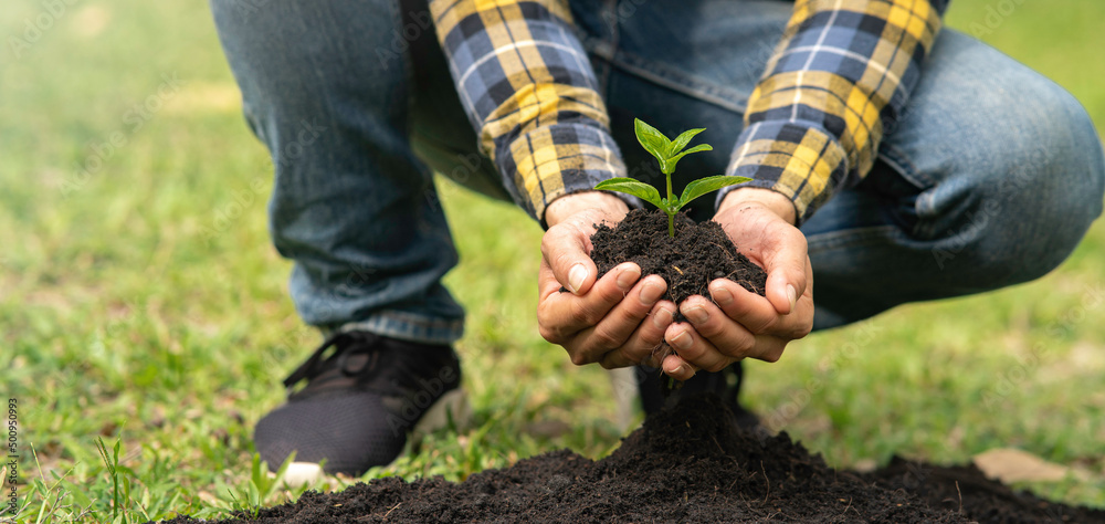 man is planting tree saplings into the soil in a tropical forest, planting a replacement tree to reduce global warming. The concept of saving the world and reducing global warming.