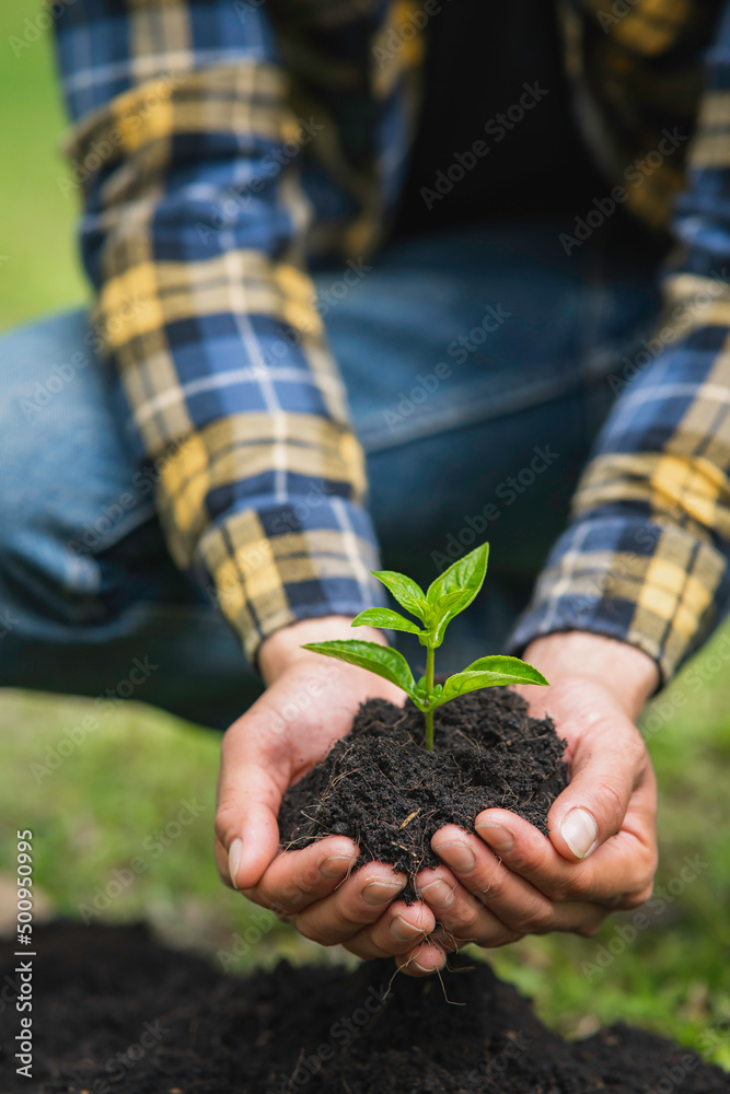 man is planting tree saplings into the soil in a tropical forest, planting a replacement tree to
