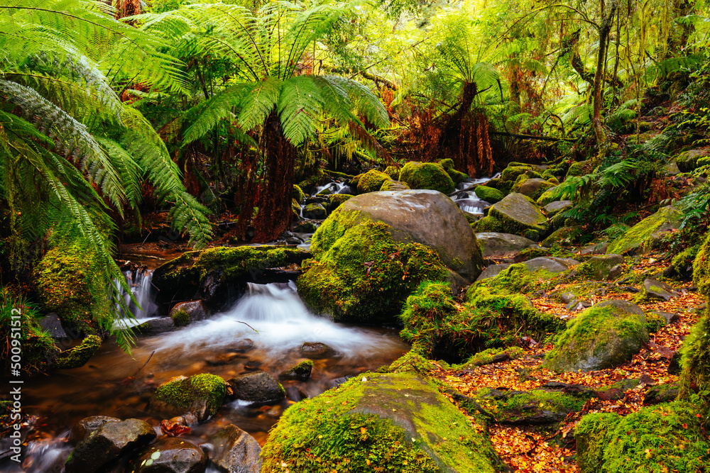 Rainforest Gallery Warburton in Victoria Australia Rainforest Gallery Warburton in Victoria Australia