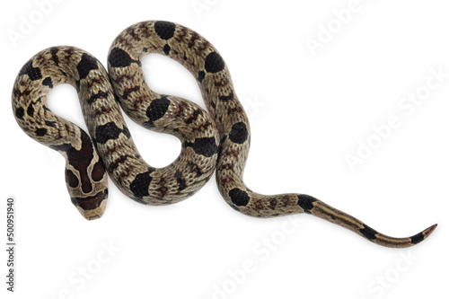 Banded kukri snake isolated on white background with clipping path, Wild snake, Animal wildlife background concept and free space for text.