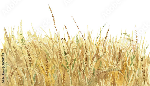 Watercolor illustration. Yellow wheat field isolated on white background. Agriculture  farmland. Nature landscape. Organic farming.