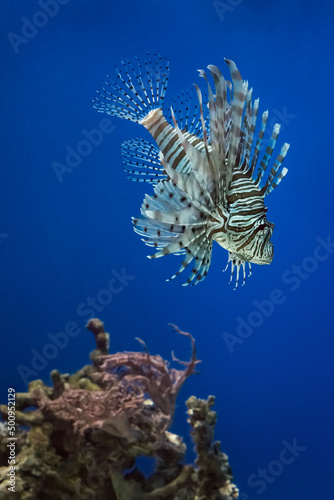 Portrait of a beautiful swimming lionfish