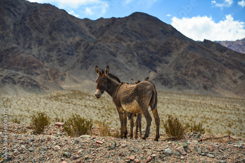 Fototapet Wild donkeys in the remote Andean highlands on the way to the Paso de San Franci
