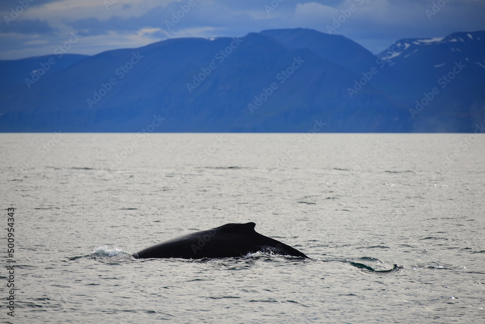 Fototapeta premium A humpback whale (Megaptera novaeangliae) on a whale watching excursion just north of Húsavík, northern Iceland